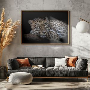 Art Prints of Leopard resting