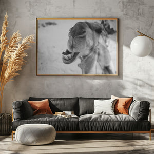 Art Prints of dromedary