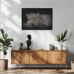 Art Prints of Leopard resting
