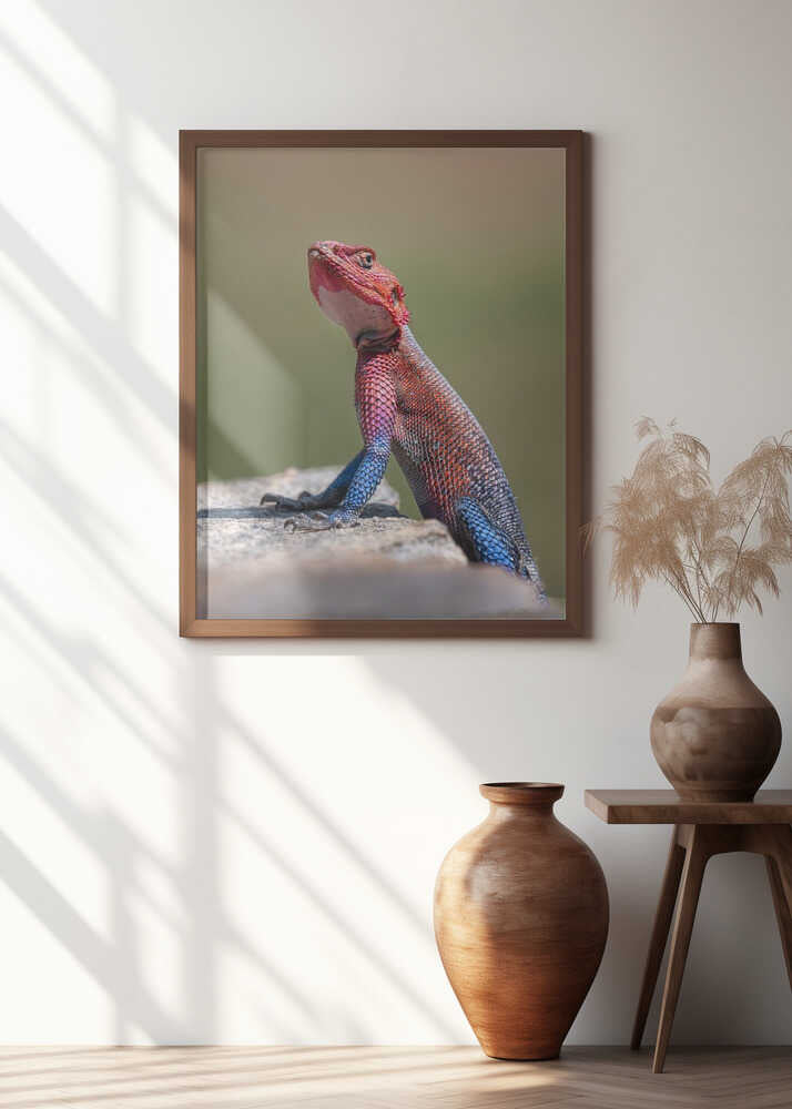 Red-Headed Rock Agama in Kenya