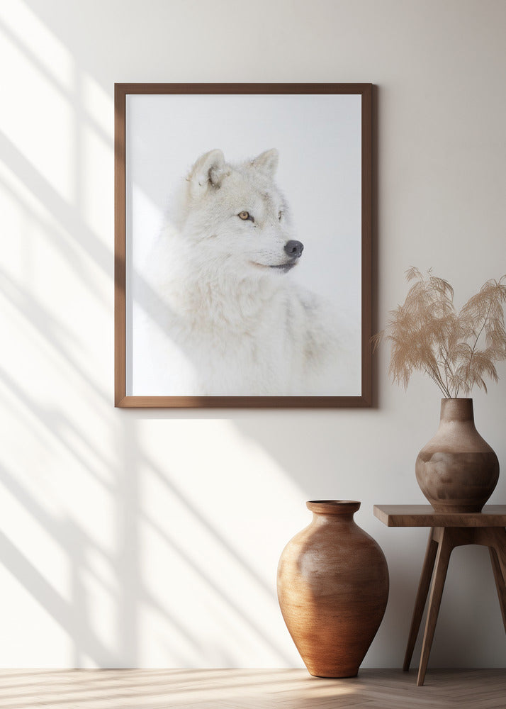 Portrait of an Arctic Wolf