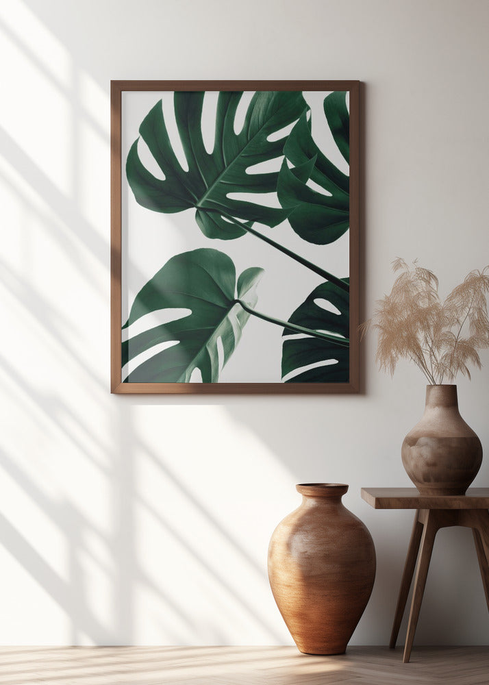 Monstera Natural 43