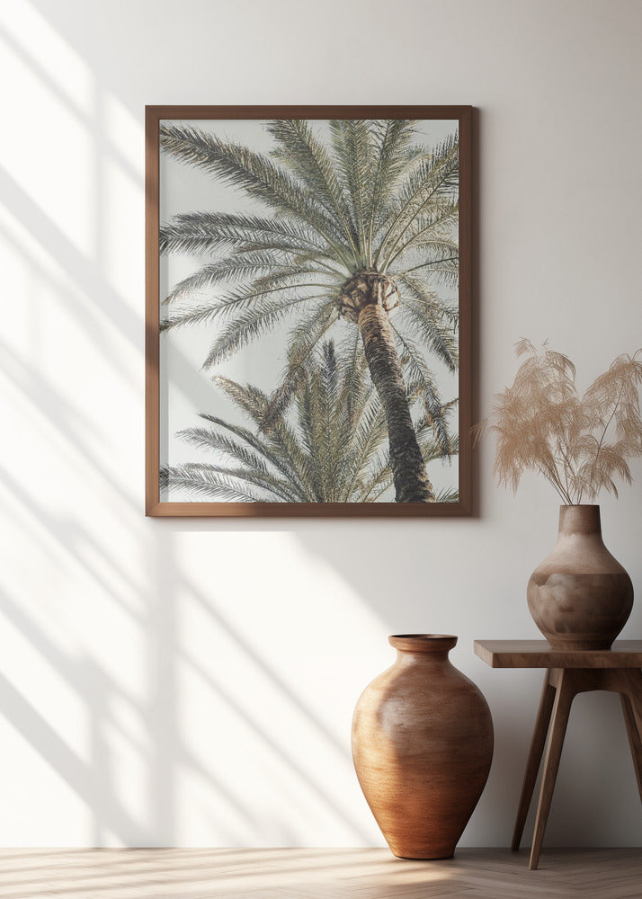 Palm_005