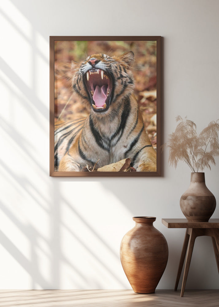 Art Prints of The Yawning Tiger