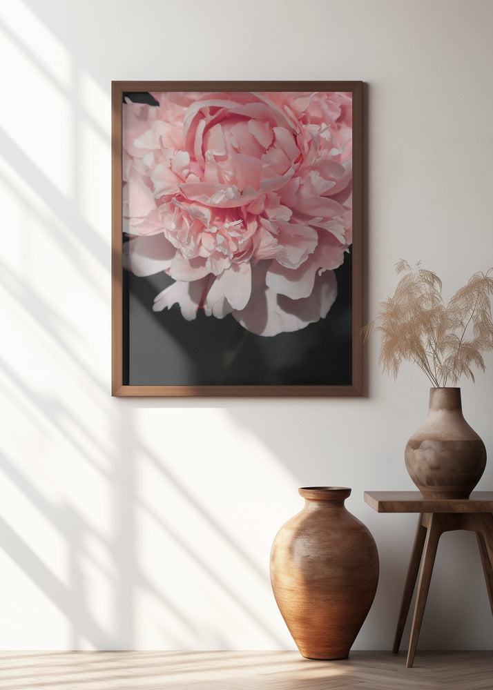 Blush peony V