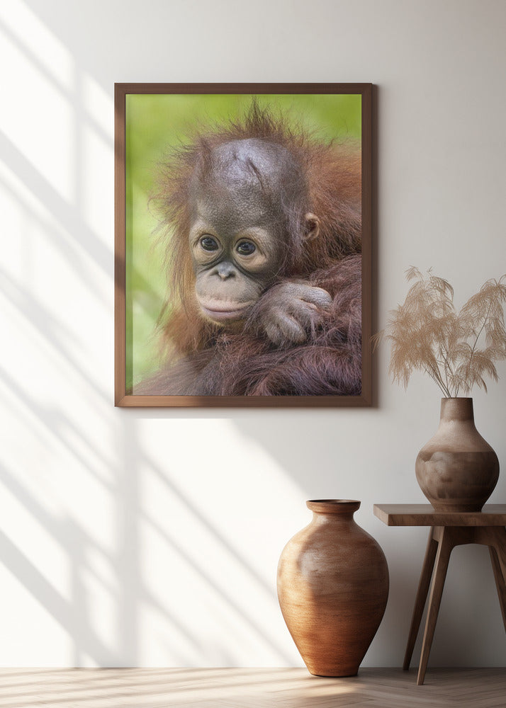 Face baby orangutan
