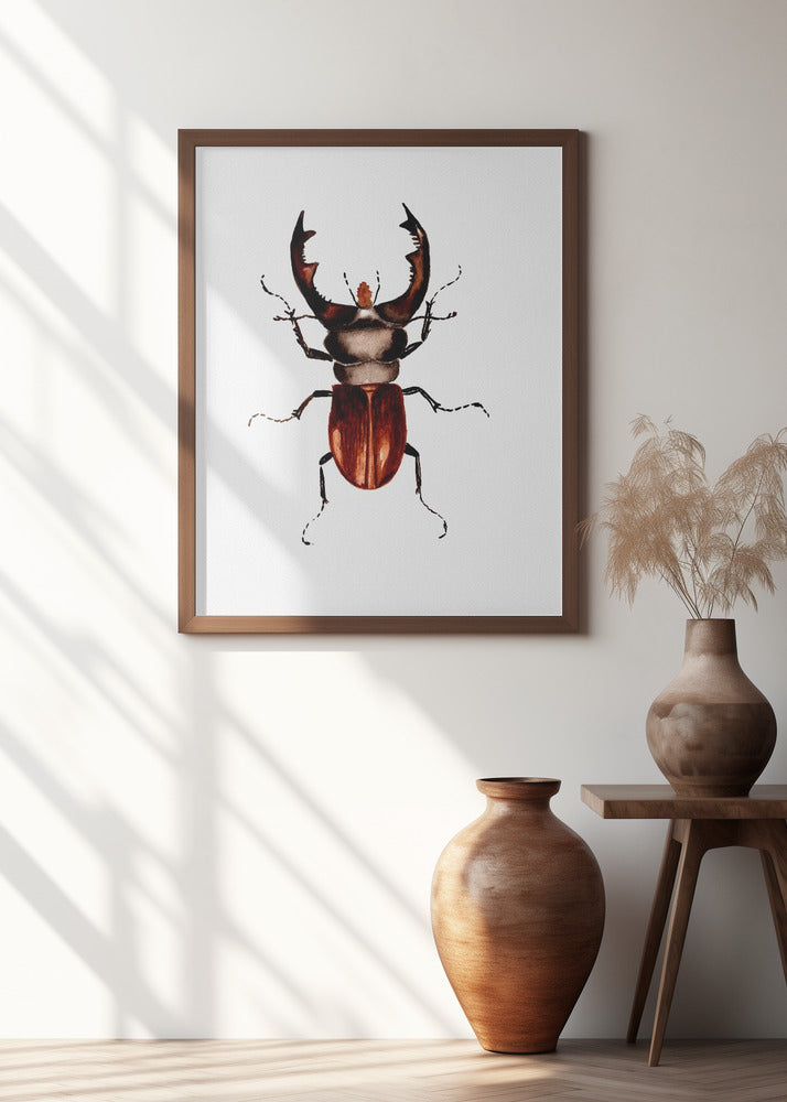 Stag beetle or Lucanus cervus