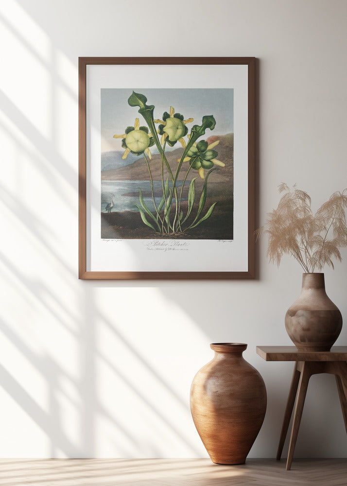 Pitcher Plant from The Temple of Flora (1807)