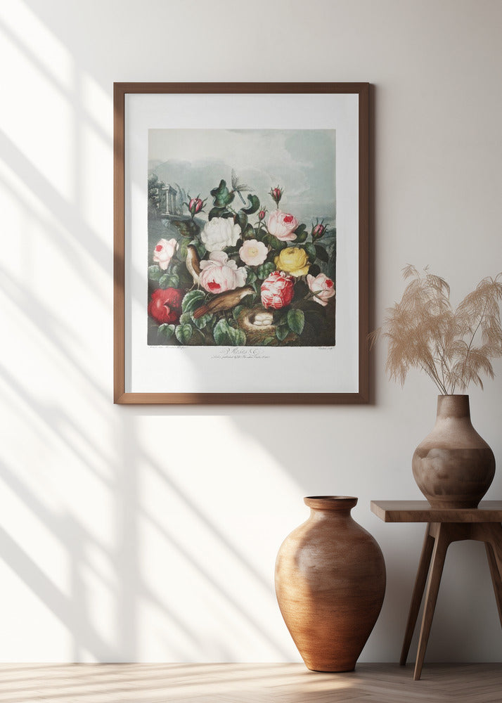 Roses from The Temple of Flora (1807)