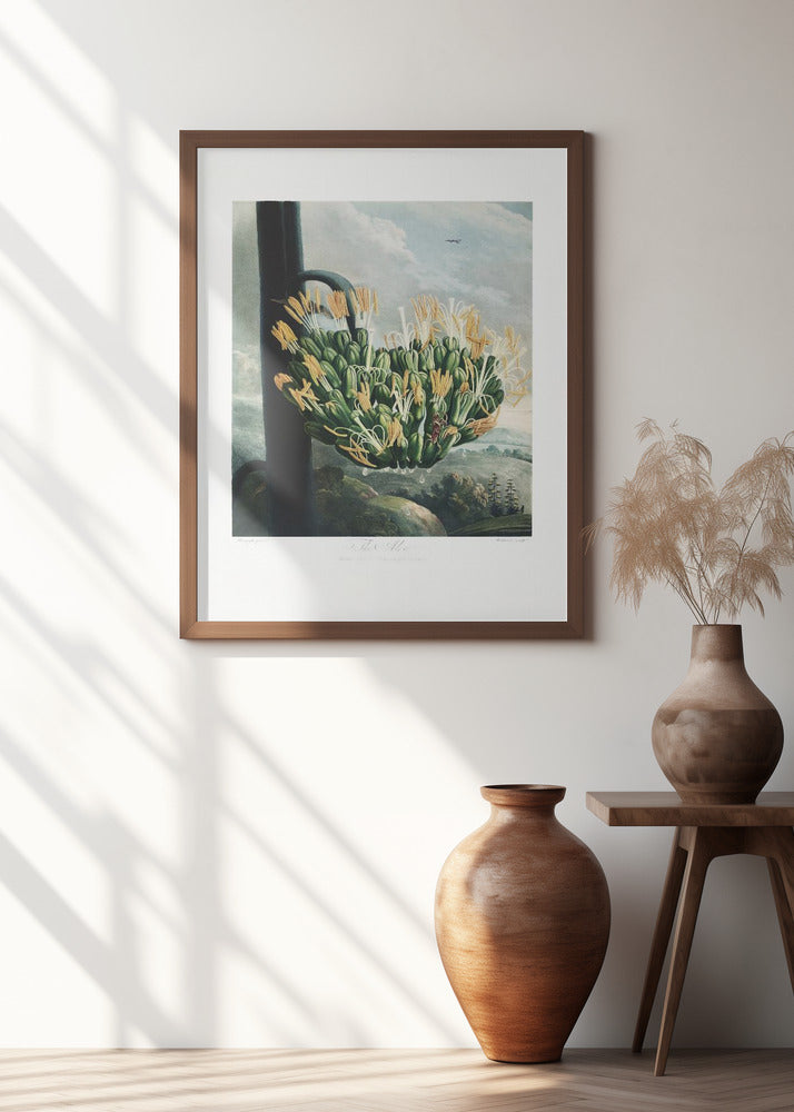 The Aloe from The Temple of Flora (1807)