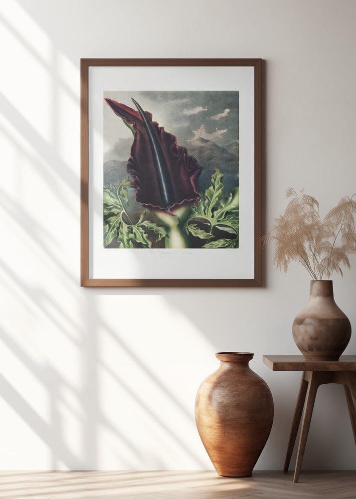 The Dragon Arum from The Temple of Flora (1807)