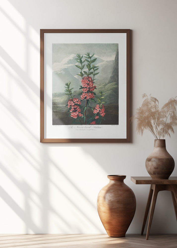 The Narrow–Leaved Kalmia from The Temple of Flora (1807)