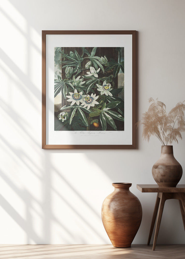 The Passiflora Cerulea from The Temple of Flora (1807)