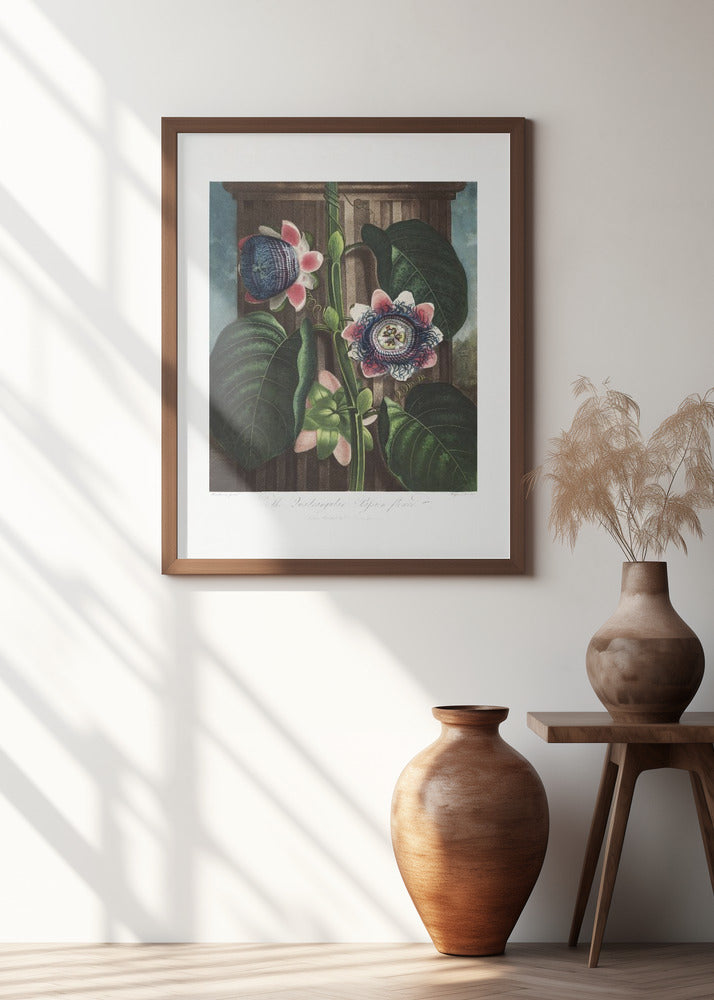 The Quadrangular Passion Flower from The Temple of Flora (1807)