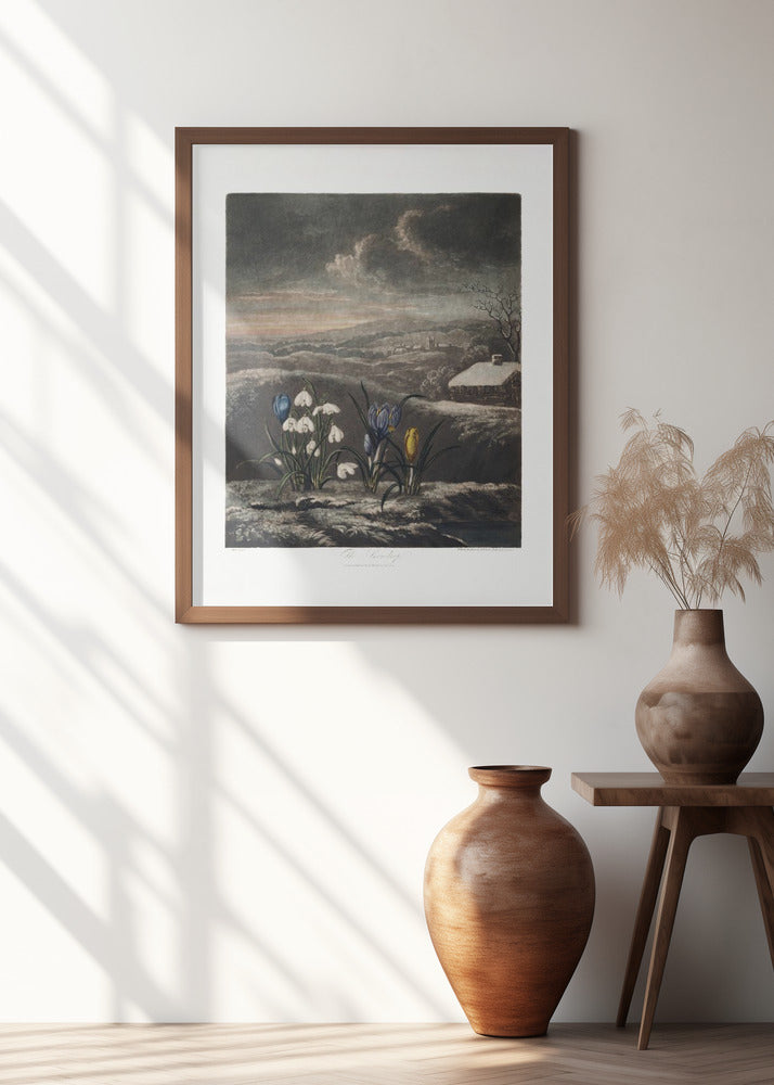 The Snowdrops from The Temple of Flora (1807)