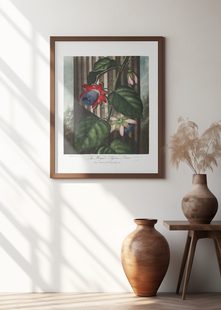 The Winged Passion-Flower from The Temple of Flora (1807)