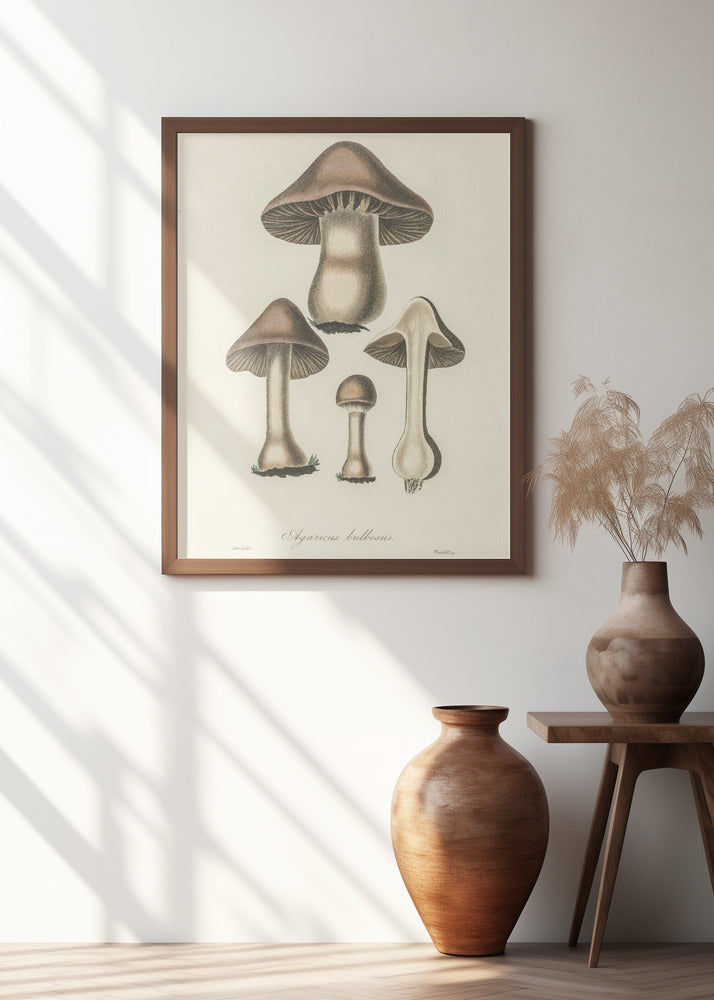 Agaricus Bulbosus Illustration. Medical Botany 1836