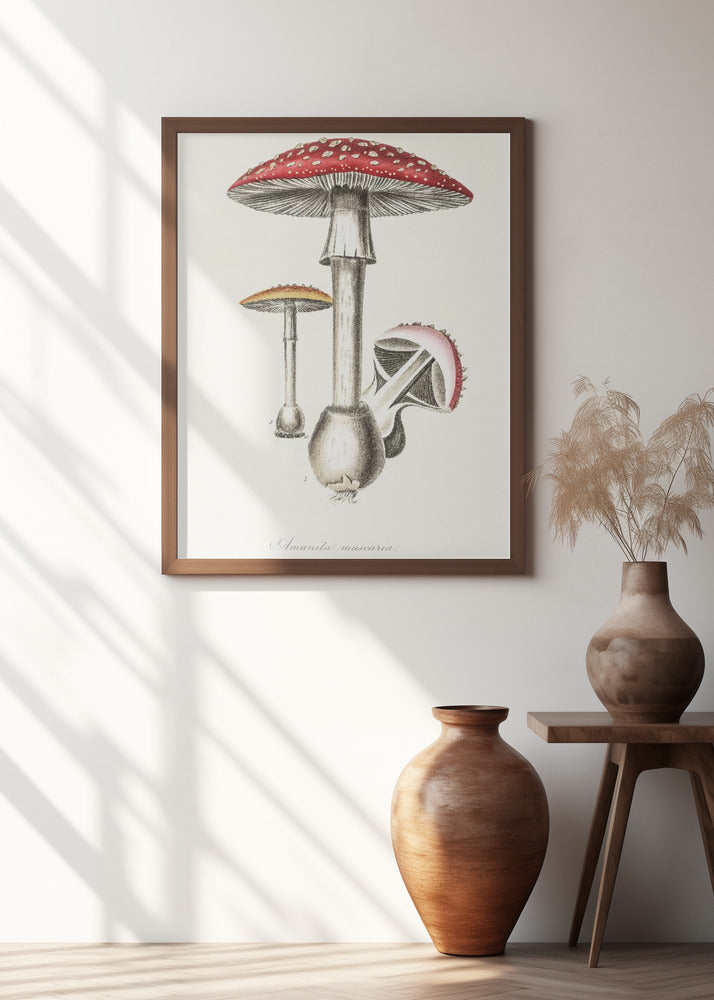 Amanita Muscaria Illustration. Medical Botany 1836