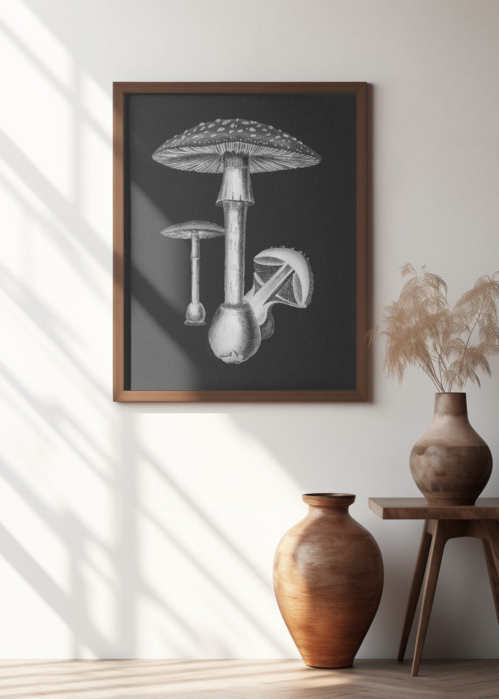 Amanita Muscaria Dark Background BW