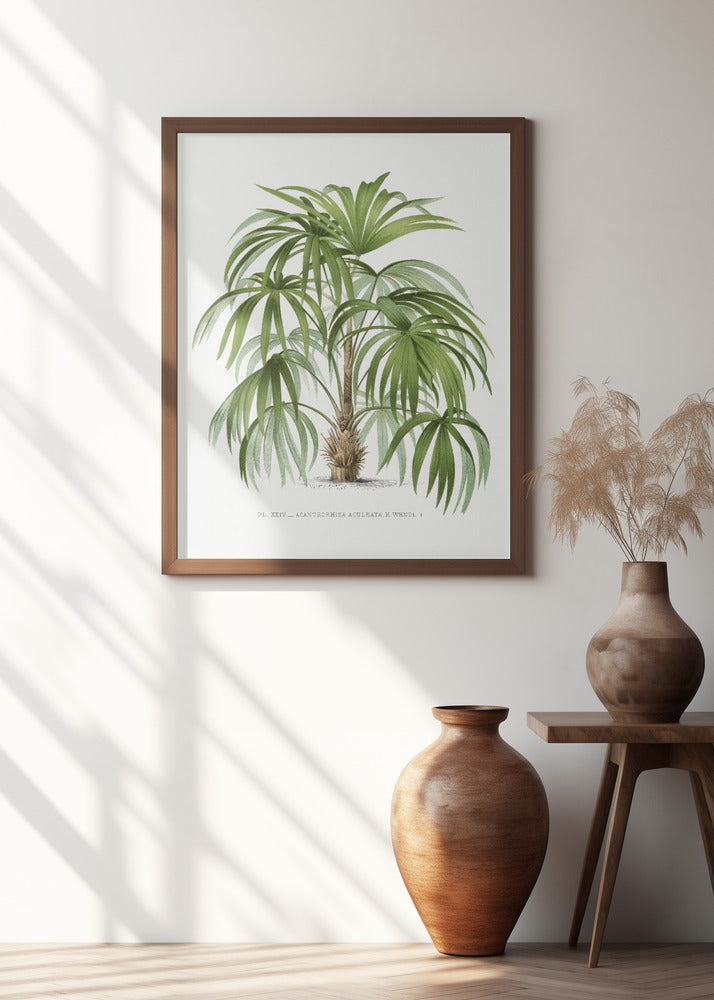 Xxiv Acanthorhiza Aculeata