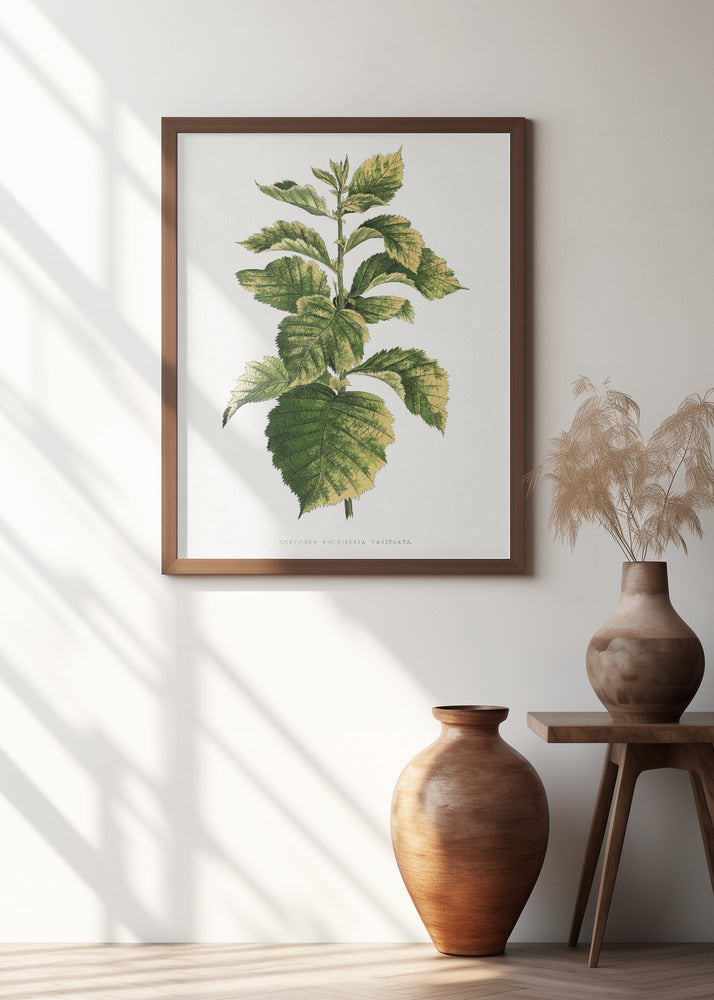 Common Hawnthorn Leaf Illustration