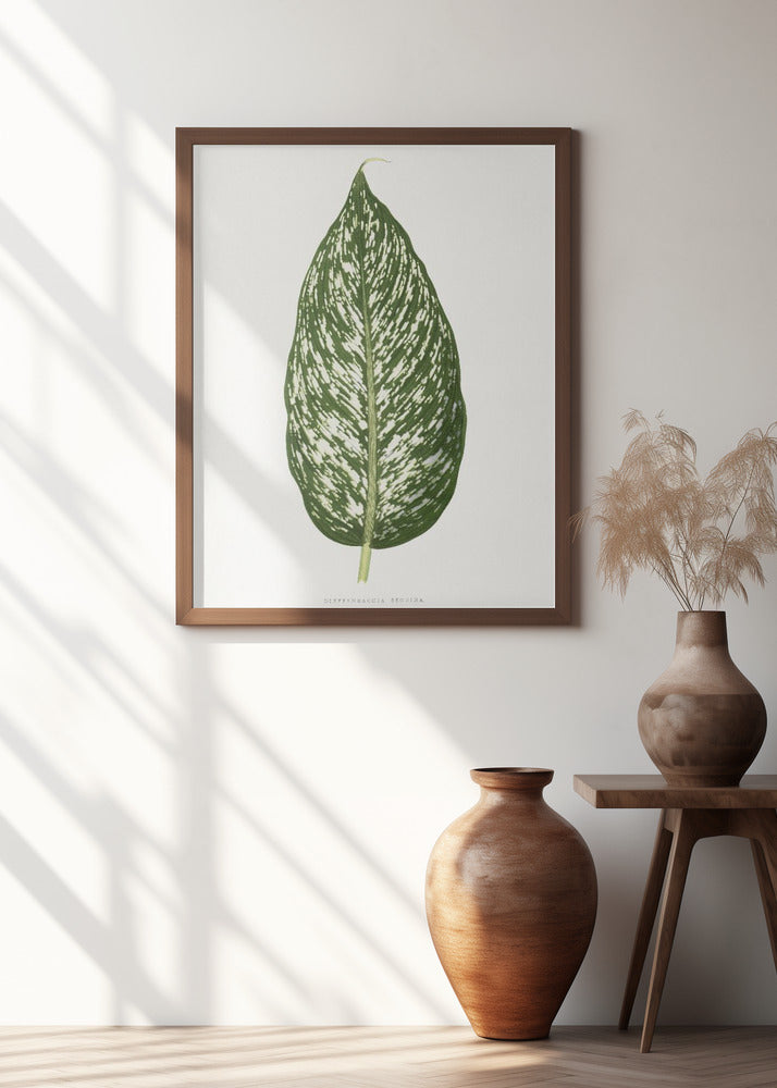 Dieffenbachia Seguina Leaf Illustration