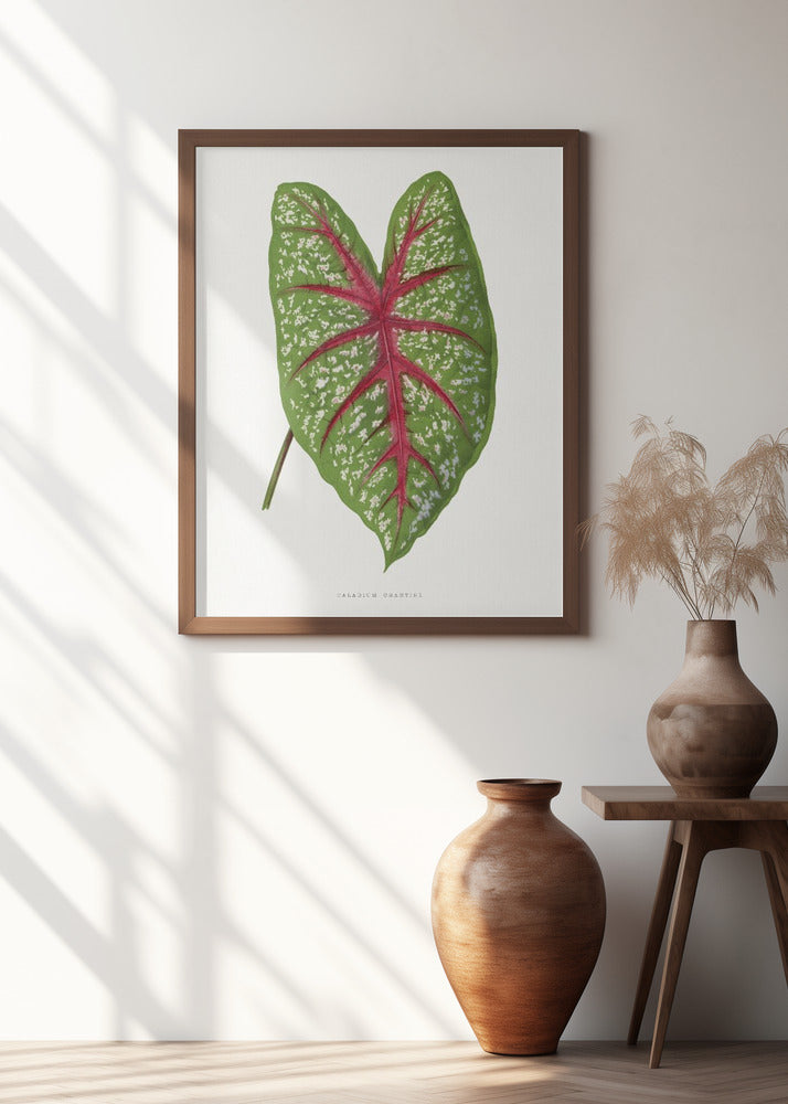 Green Caladium Chantini Leaf Illustration