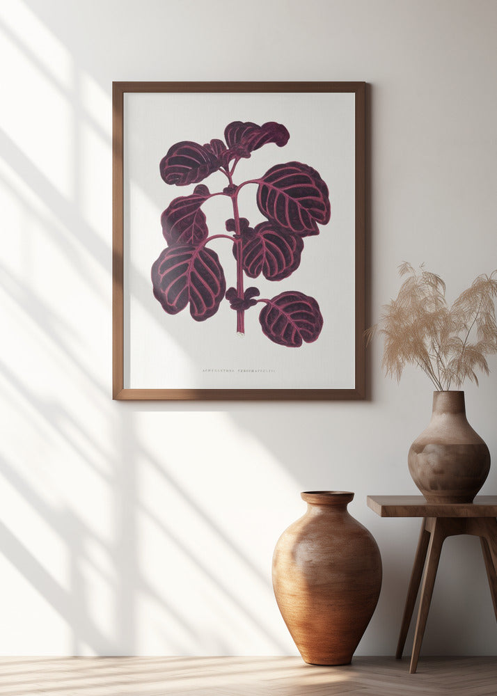 Pink Achyranthes Verschaffeltii Leaf Illustratio