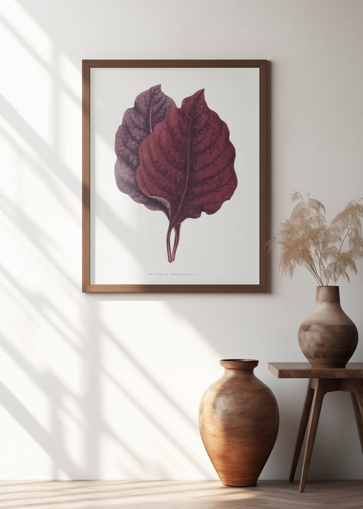 Pink Amarantus Leaf Illustration