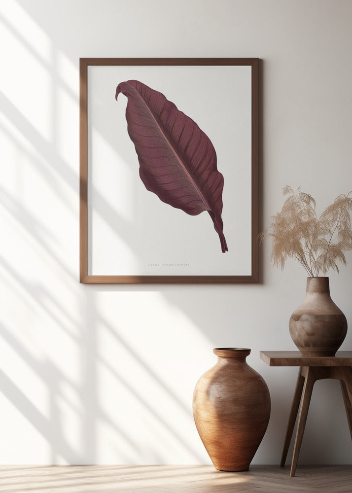 Pink Canna Atronigricans Leaf Illustration