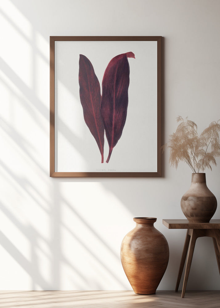Pink Dracaena Ferrea Leaf Illustration