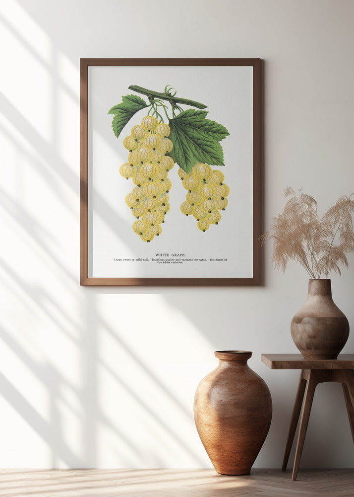 White Grape Lithograph