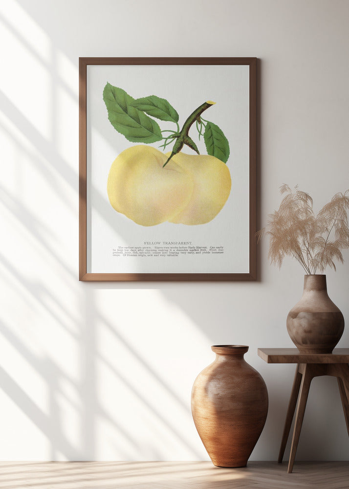 Yellow Transparent Apple Lithograph