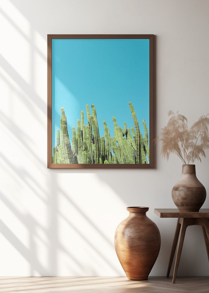 Cactus Reaching for the Sky