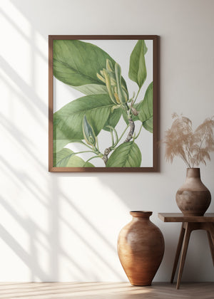 Art Prints of Cucumbertree 1922