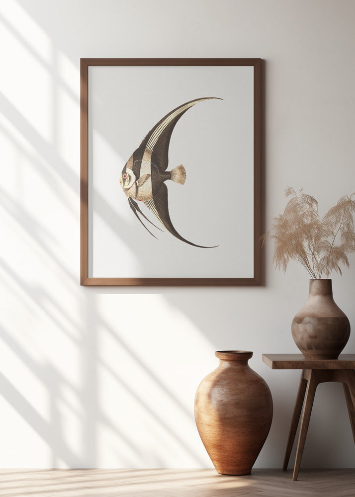 Long Finned Chaetodon