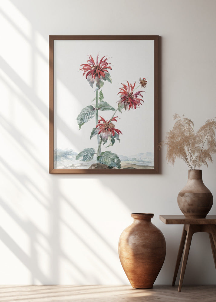 A Red Bergamot In a Landscape