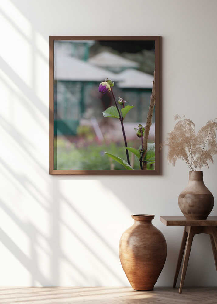 Purple Blossom's Dawn