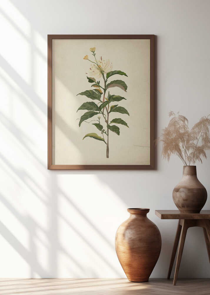 Vintage Botanical illustration