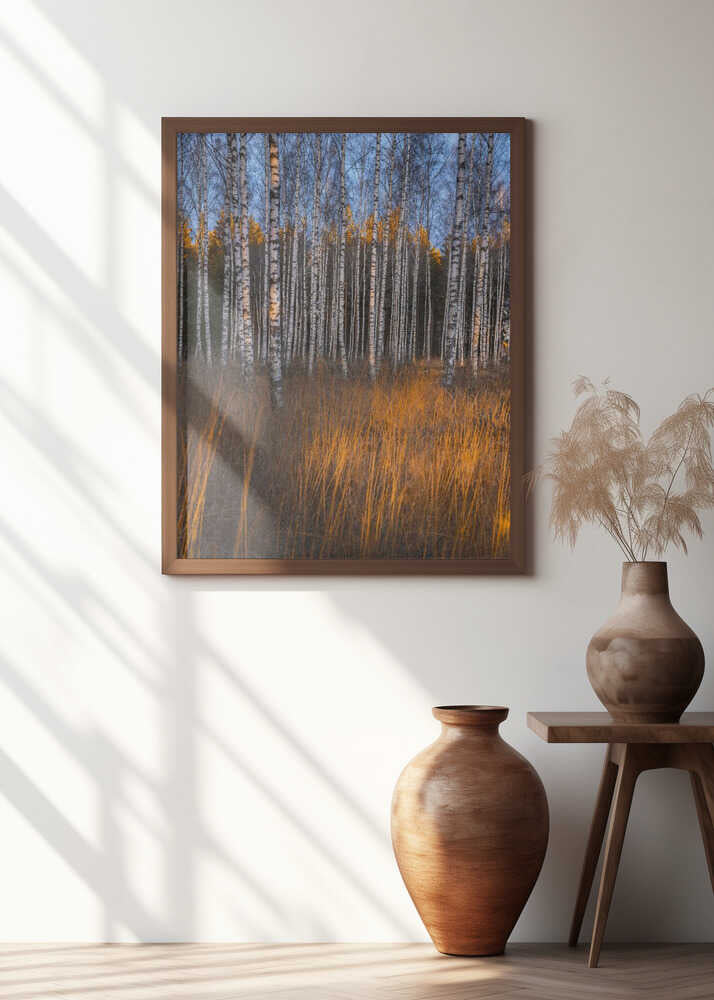 November birch trees