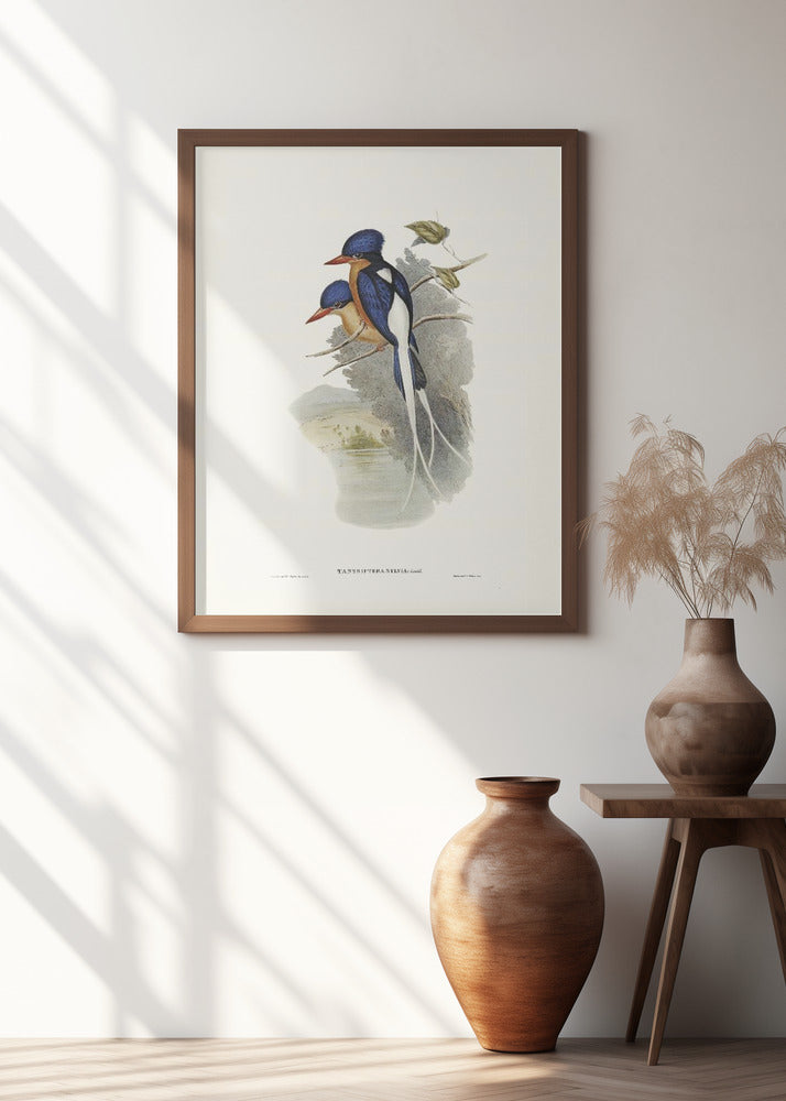 White Tailed Tanysiptera