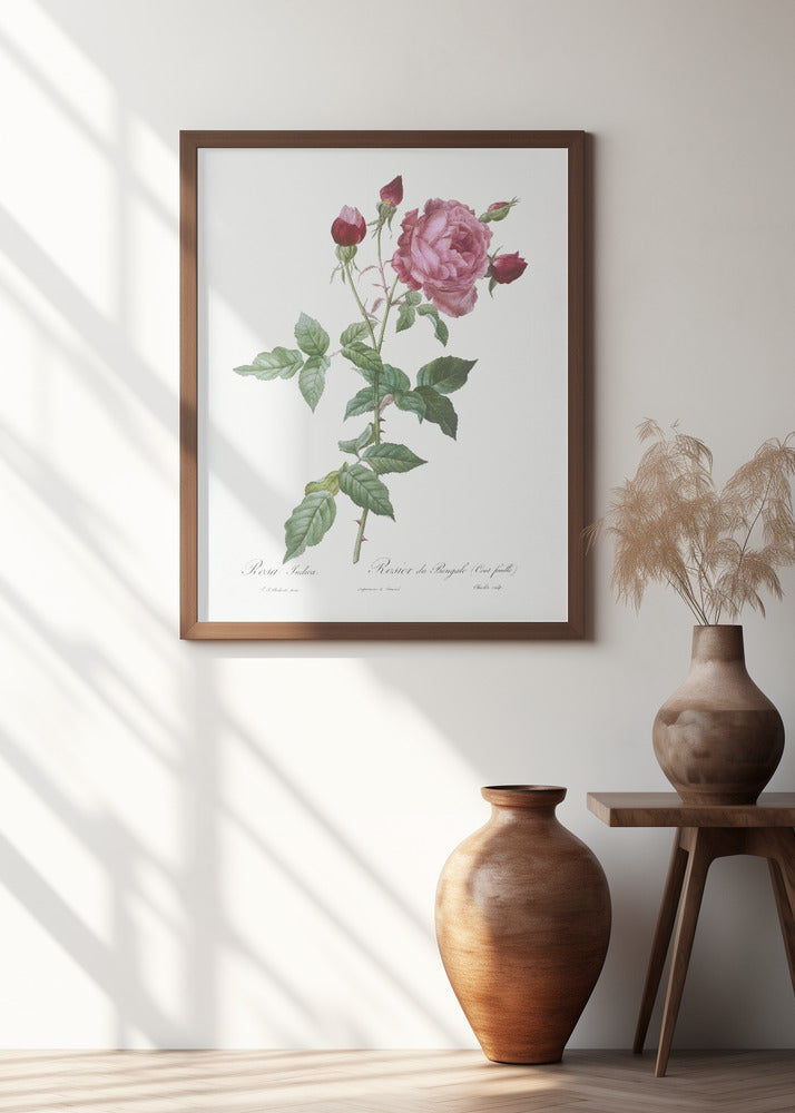 Provence Rose, Les Roses (1817–1824)