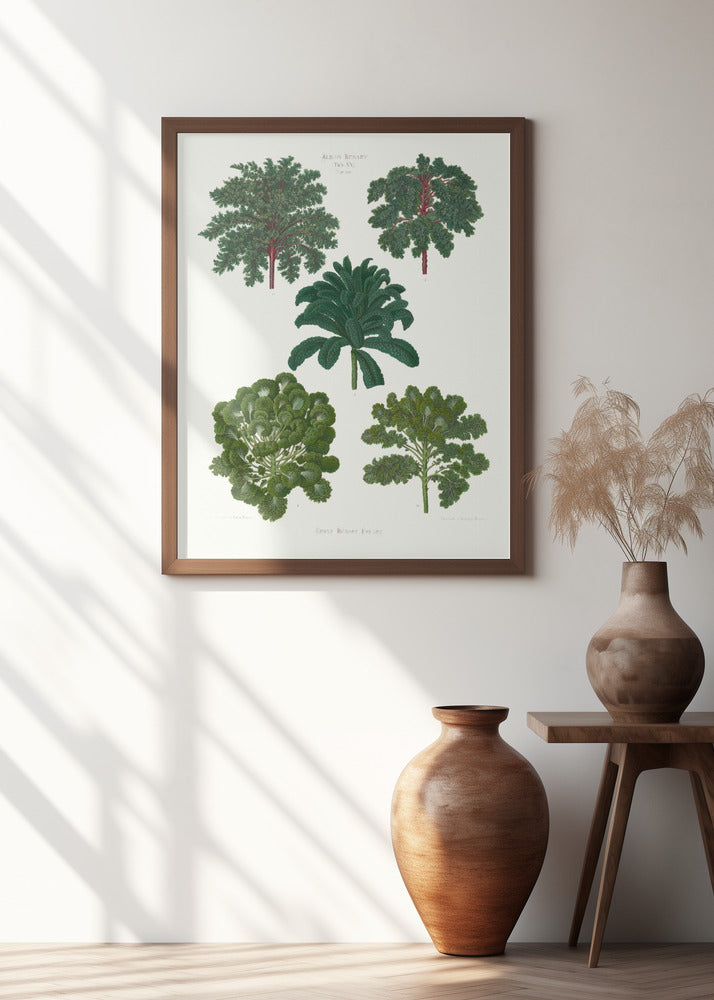 Ornamental Borecoles, or Kales From Album Benary (1876 1886) By Ernst Benary