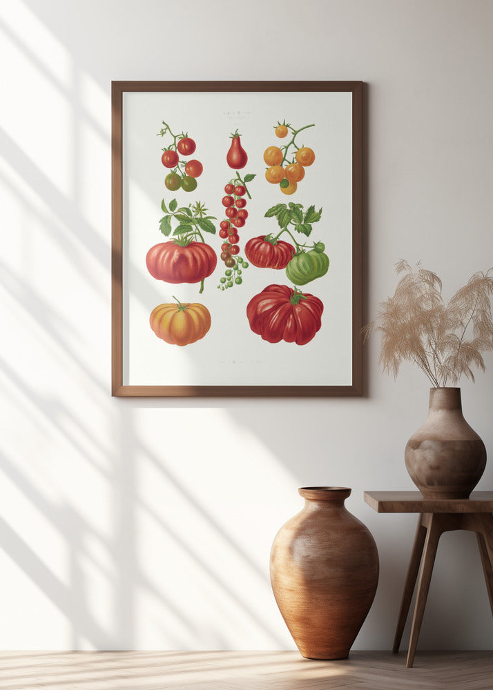 Tomatoes, or Love Apples From Album Benary (1876 1886) By Ernst Benary.