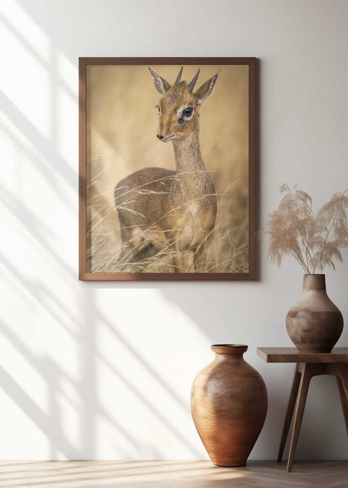 Dik Dik