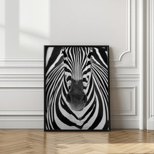 Art Prints of ZEBRA