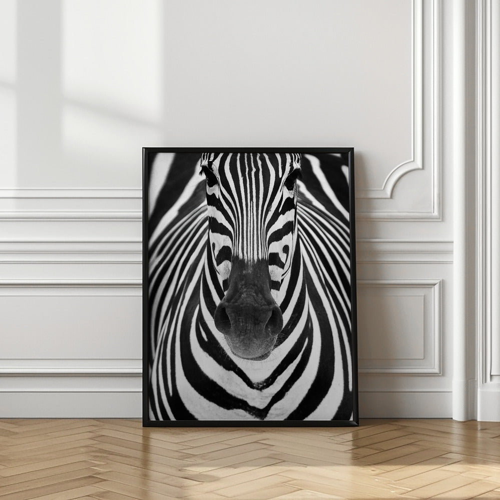 Art Prints of ZEBRA