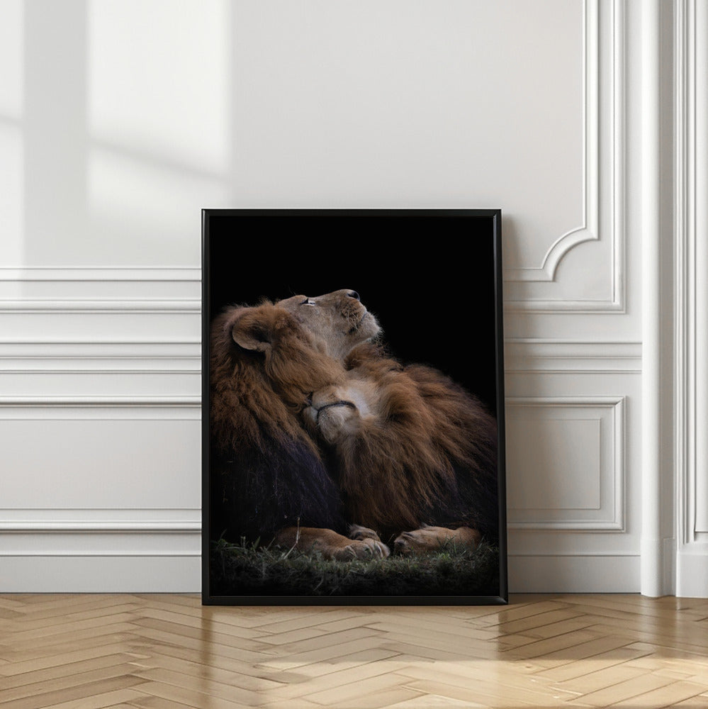 Art Prints of Two lions