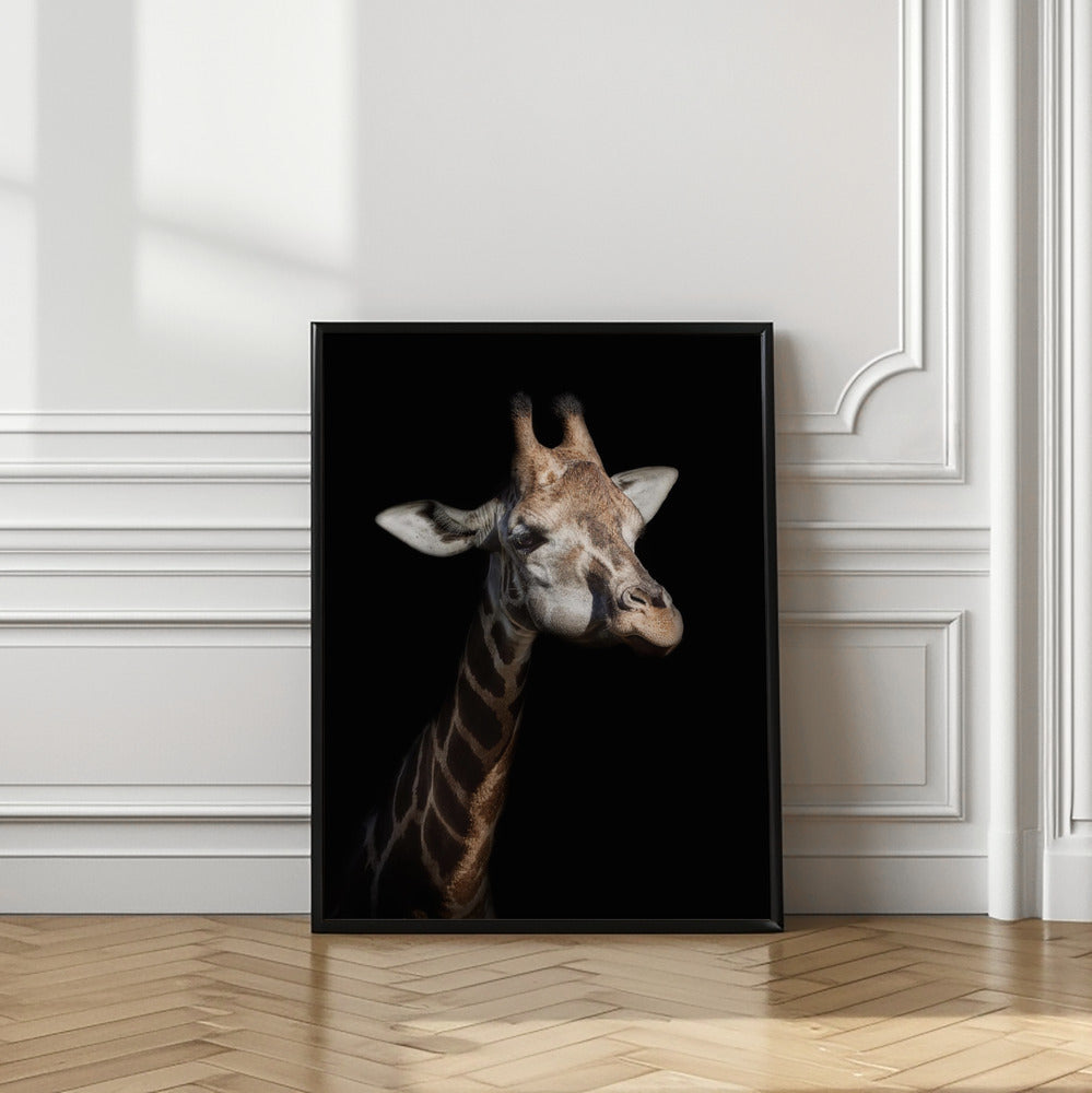 Art Prints of Giraffe in low key
