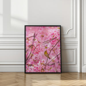 Art Prints of cherry blossoms and bird